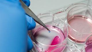 Close up of a gloved hand adding material to a petri dish.